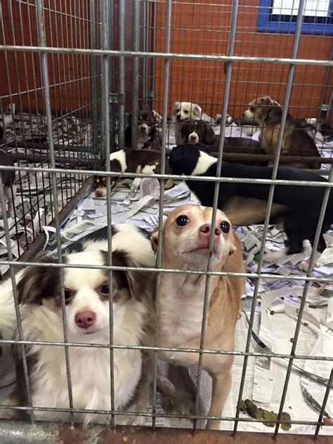 Roane county animal shelter - Facebook